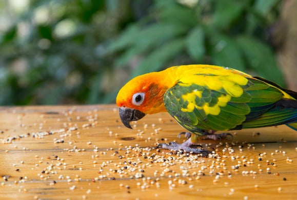 Best Food for Birds | Complete selection from top bird food brands ...