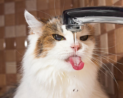 5 Ways to Prevent Cat Dehydration