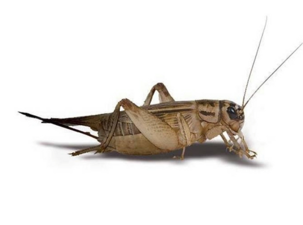 Live Feeder Crickets
