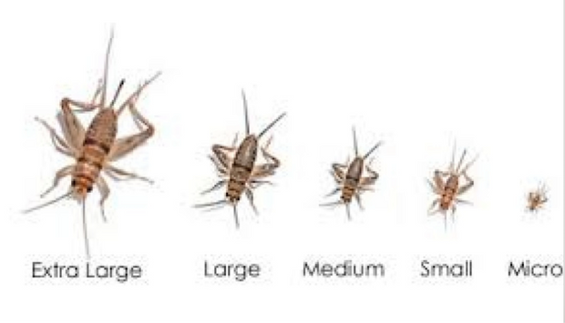 Live Feeder Crickets