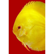 3F Discus SPECIAL Premium Mix 95g - Fish Food