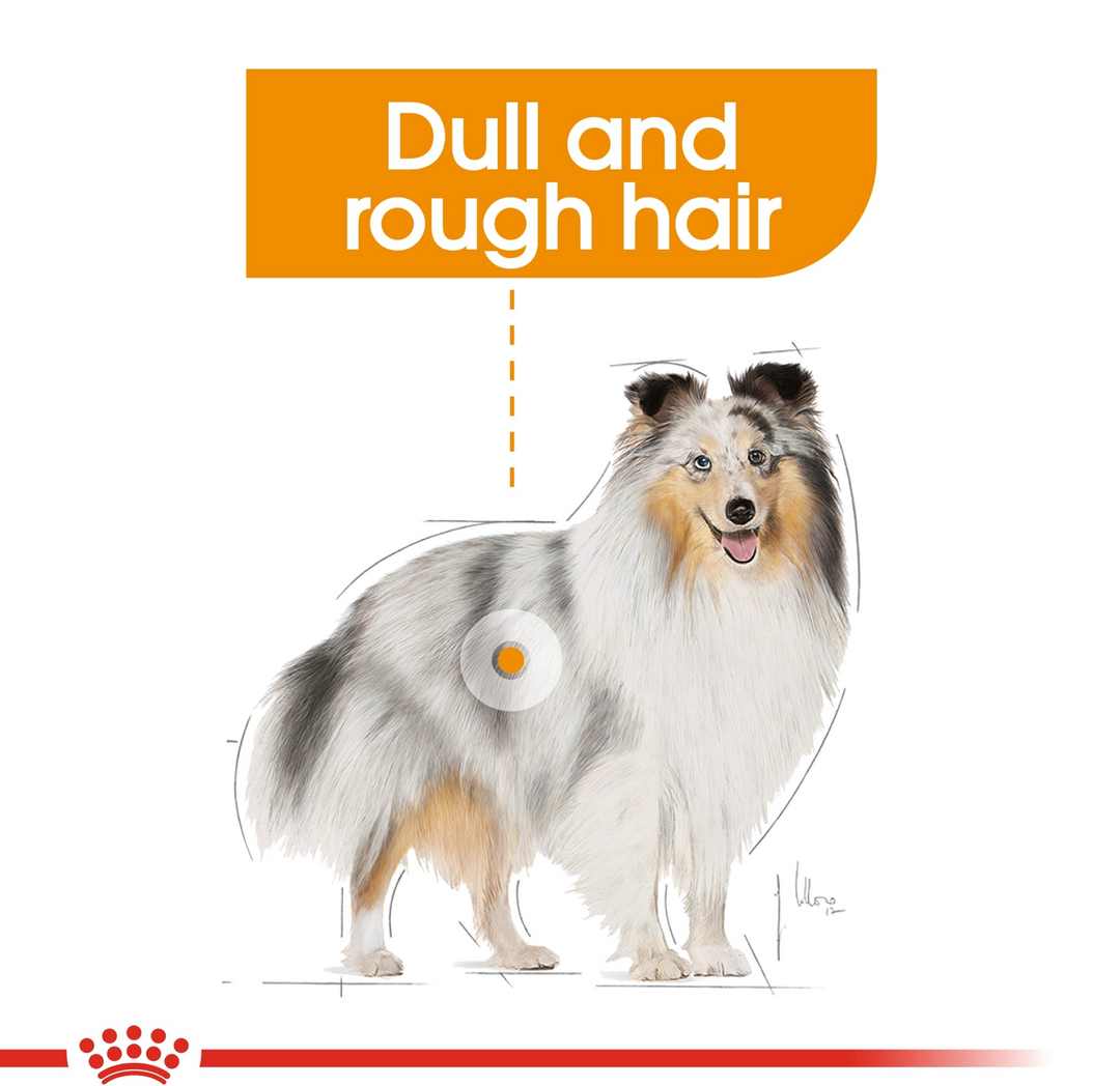 Wet Dog Food Nutritional wet food for dogs – HappyPets