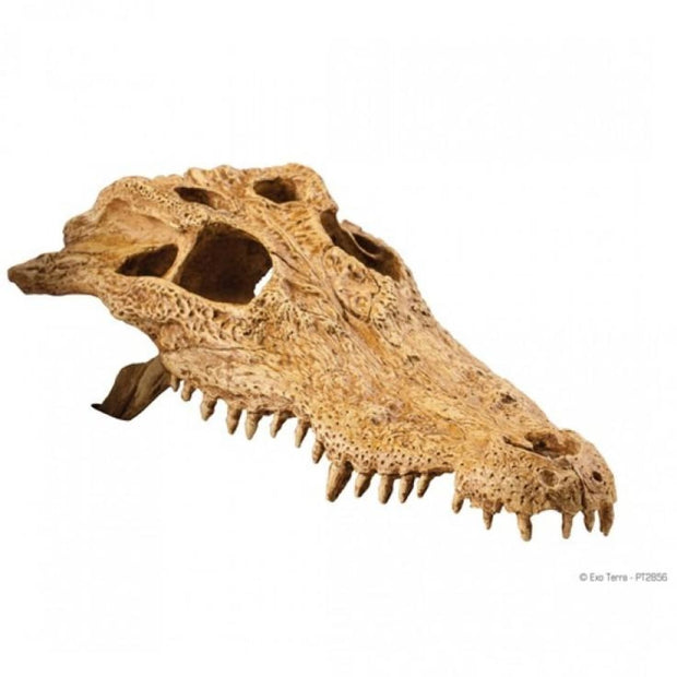 Exo Terra Crocodile Skull - Decor & Lighting
