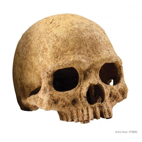 Exo Terra Primate Skull - Decor & Lighting