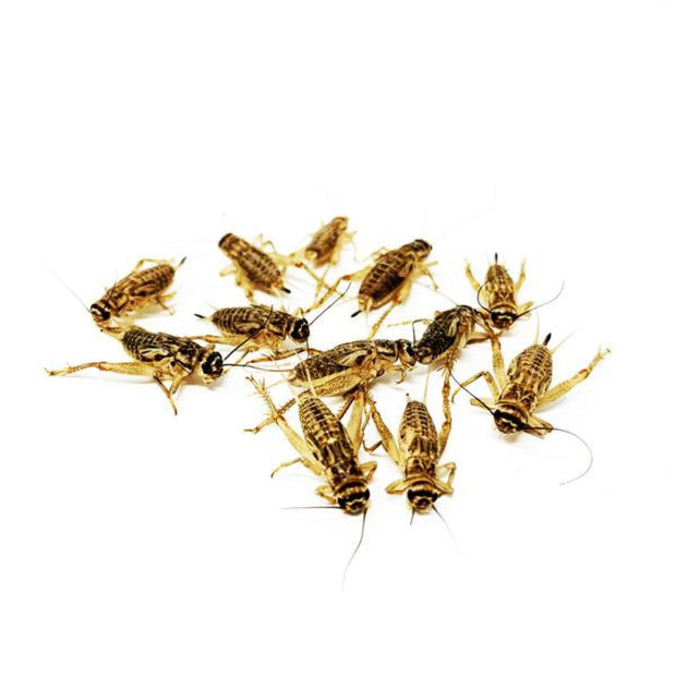 Live Feeder Crickets - Food & Health