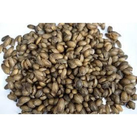 Live Feeder Dubia Roaches (Medium) - Food & Health