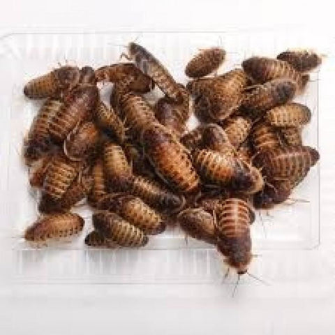 Live Feeder Dubia Roaches (X-Large) - Food & Health