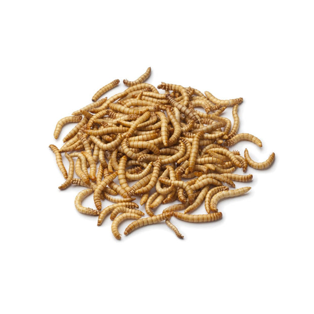 Live Feeder Mealworms - Food & Health