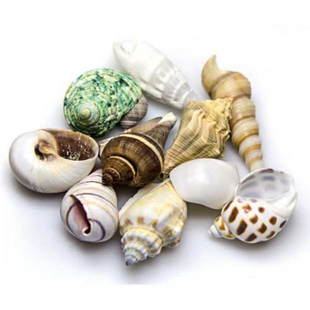 Sea Shells Decor - Aquarium Decor & Layout